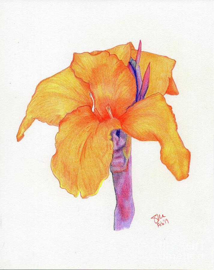 Orange Canna Lily Drawing by Stefany Miller Fine Art America