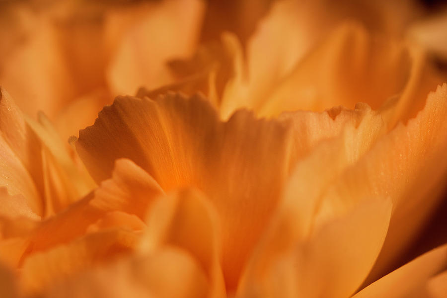 Orange Carnation Macro Photograph