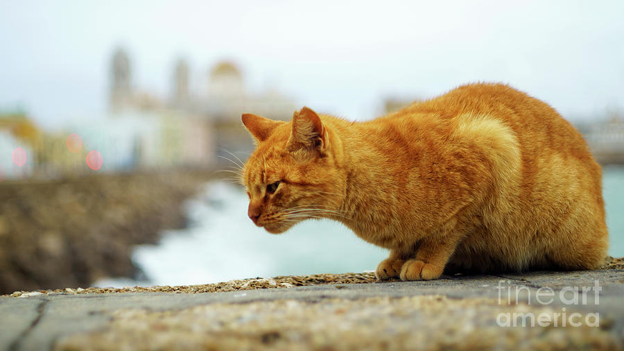 Orange Cat by the Sea Photograph by Pablo Avanzini