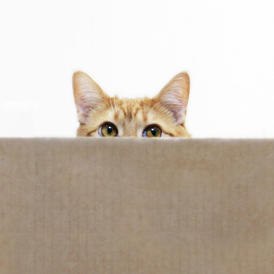 Orange Cat Peeping Out From Cardboard Photograph by Kevin Steele