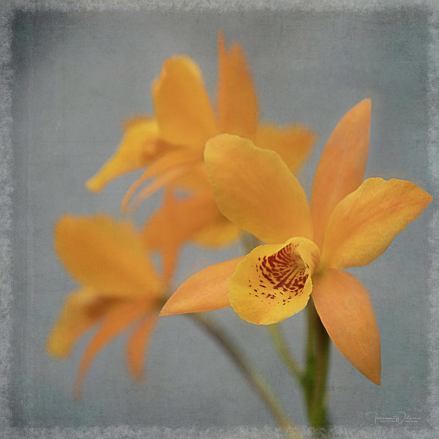 Orange Cattleya Orchids by TL Wilson Photography Photograph by Teresa Wilson