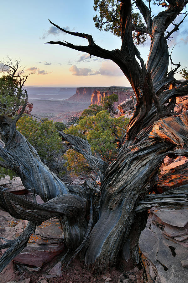 Orange Cliffs Juniper at Sunset Photograph by Ray Mathis