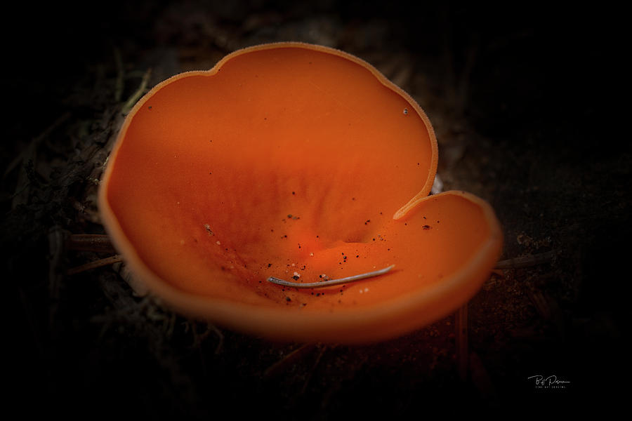 Orange Closeup Photograph by Bill Posner