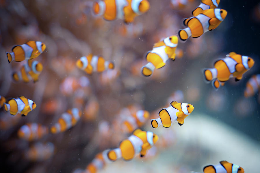 Underwater Photograph - Orange Clown Fish In Water by Www.jakovcordina.com