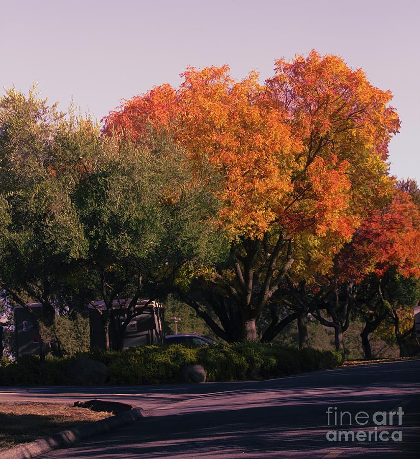 Orange Colors of Fall Season  Photograph by Chuck Kuhn
