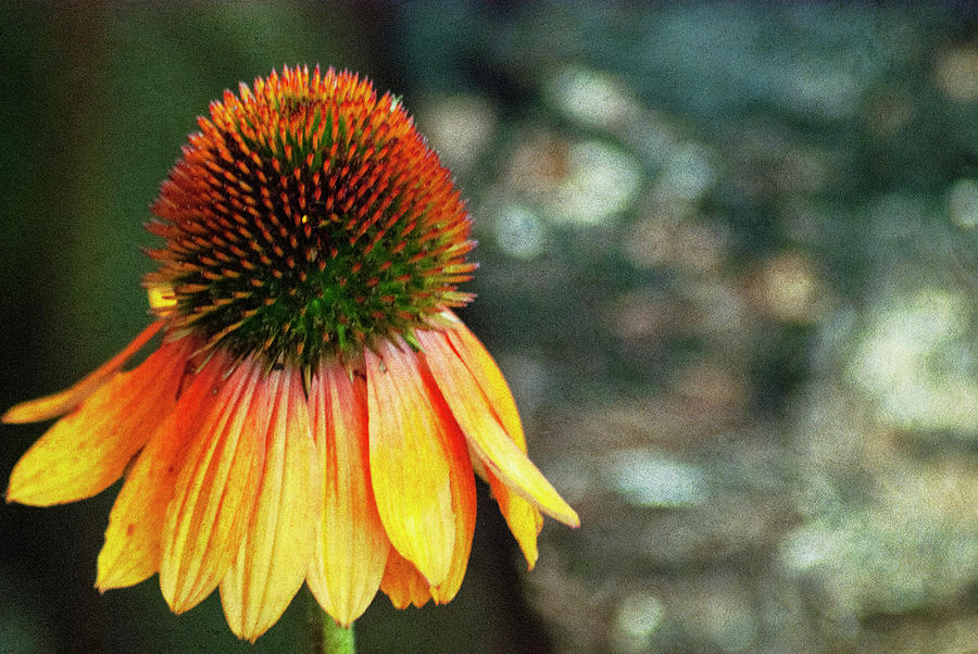 Orange Cone Flower Photograph by Annette Persinger - Fine Art America