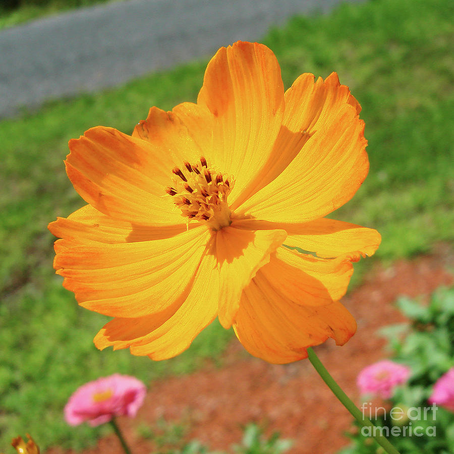 Orange Cosmos 18 Photograph by Amy E Fraser