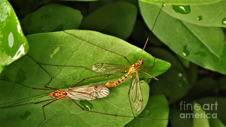 Orange Crane Flies Mating June Indiana Photograph By Rory Cubel 