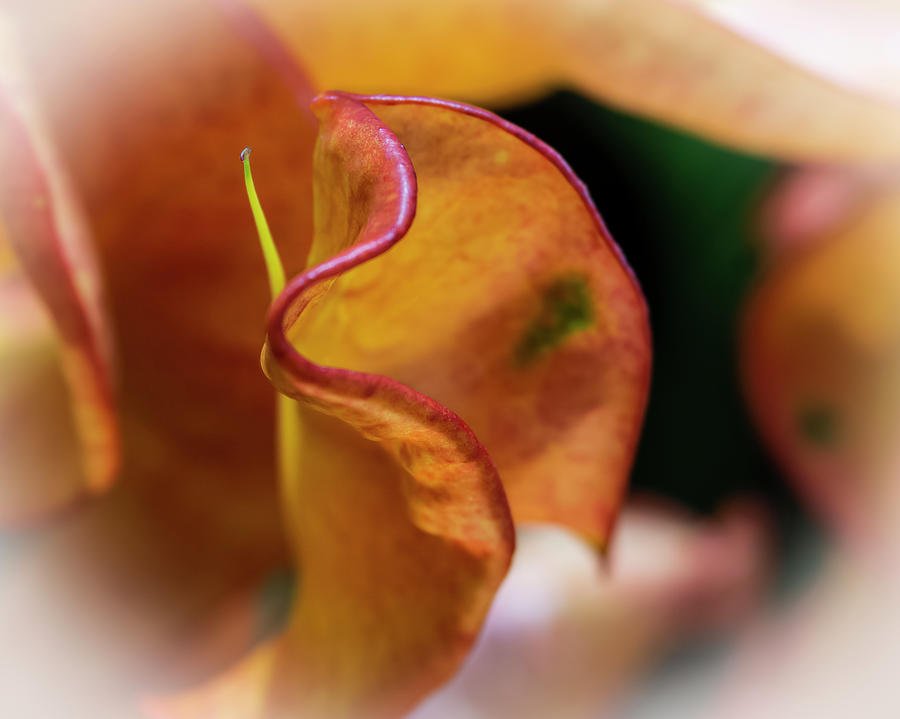 Orange Croton Photograph by Silvia Marcoschamer