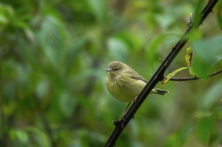 Orange-crowned Warbler - 5372 Photograph by Jerry Owens