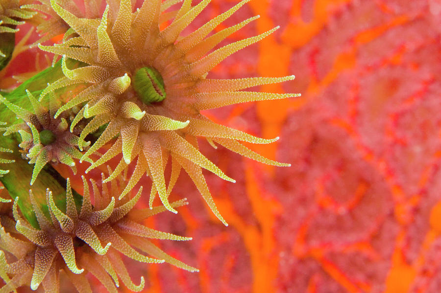 Orange Cup Coral Tubastraea Sp Photograph by Rene Frederick