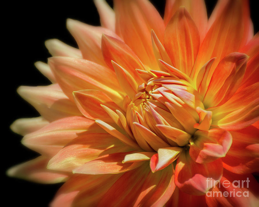 Orange Dahlia Photograph By Centre Art Gallery By Christine Montenegro