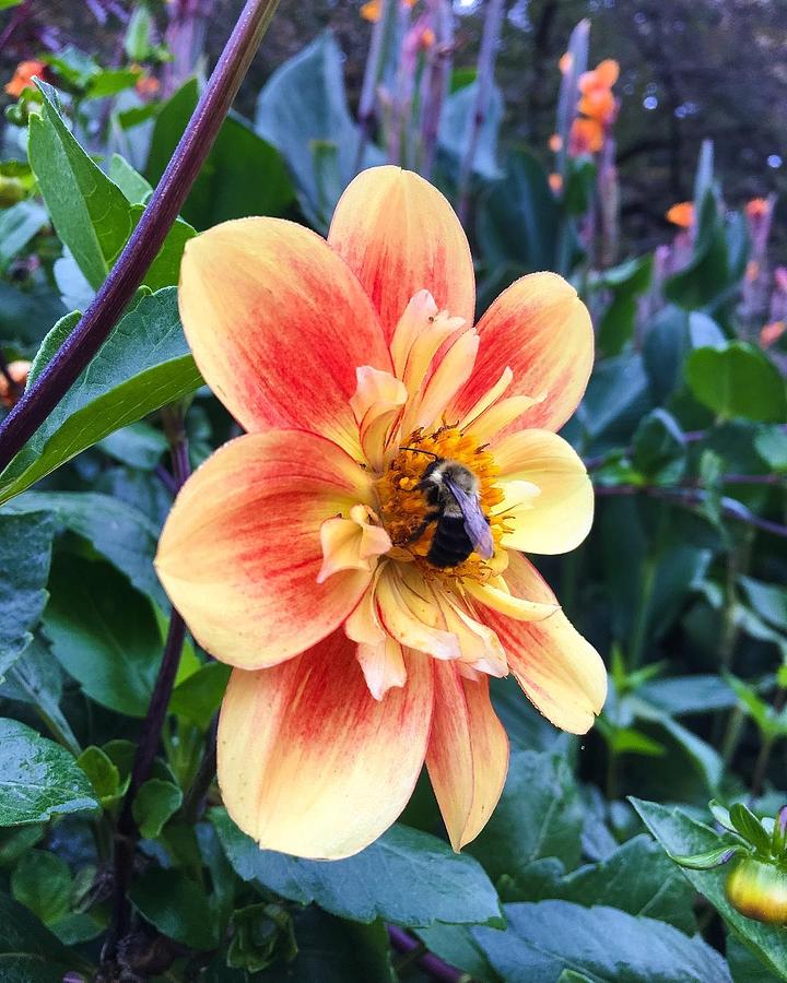 Busy Bee Tends A Dahlia At Longwood Gardens Photograph by Deborah League