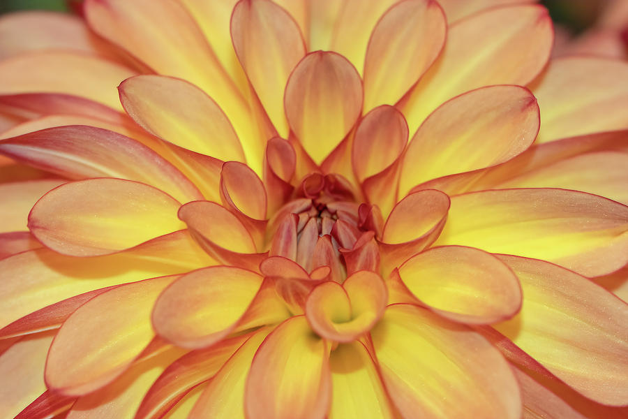 Orange Dahlia Detail Photograph by Terry Davis