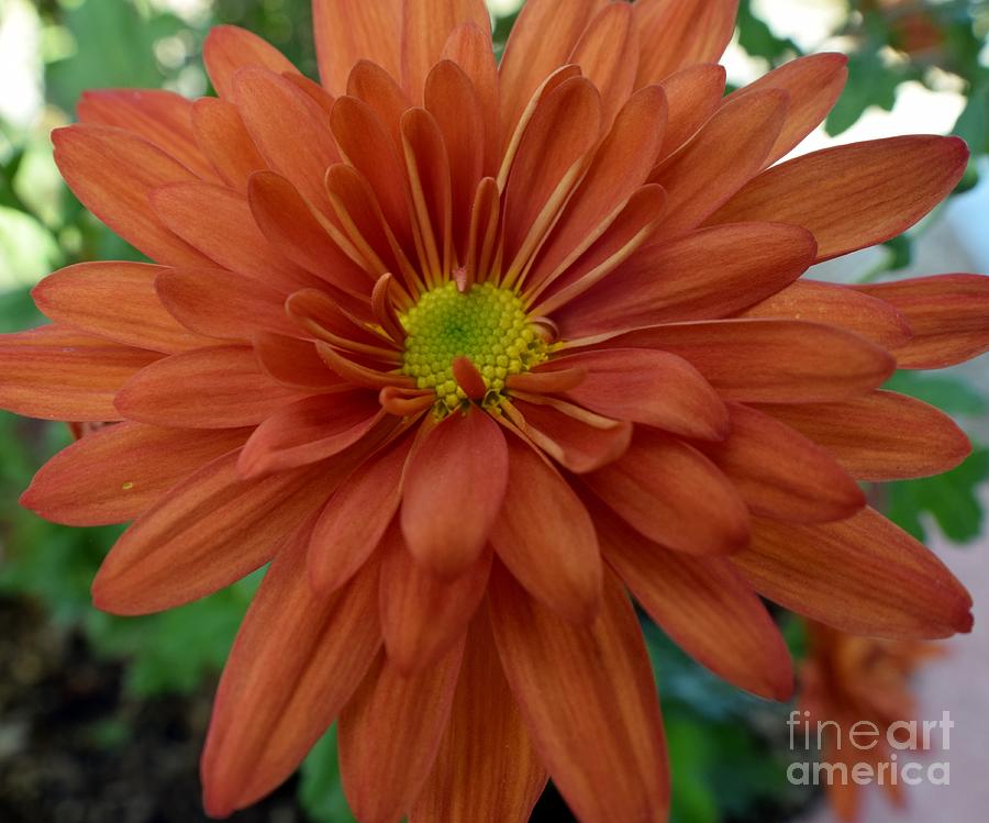 Orange Daisy Delight Photograph by Janet Marie