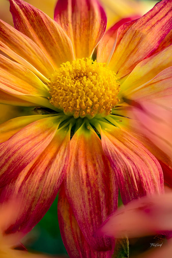 Orange Daisy Photograph by Fred J Lord