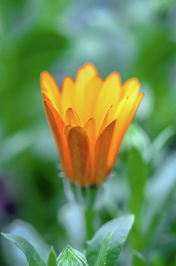 Orange Daisy Photograph by Susie Weaver