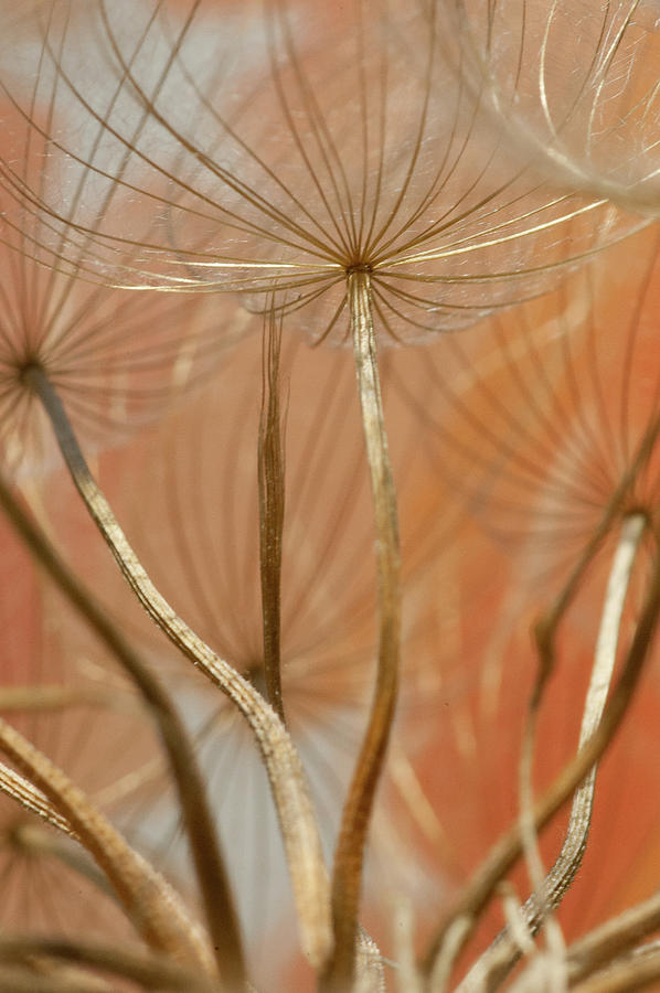 Abstract Photograph - Orange Dandelions by Iris Greenwell
