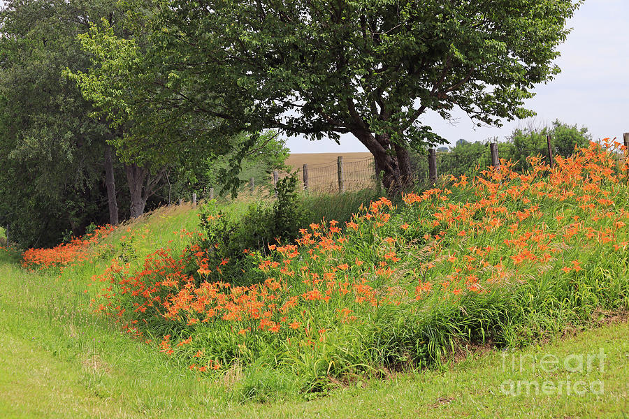 Orange Day lilies along a Country Road by Paula Guttilla Orange Day lilies along a Country Road by Paula Guttilla
