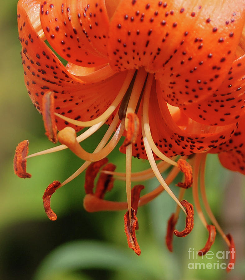 Orange Day Lily Photograph by Elaine Manley