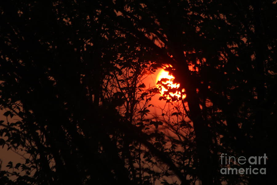 Orange Daybreak Photograph by Ann E Robson