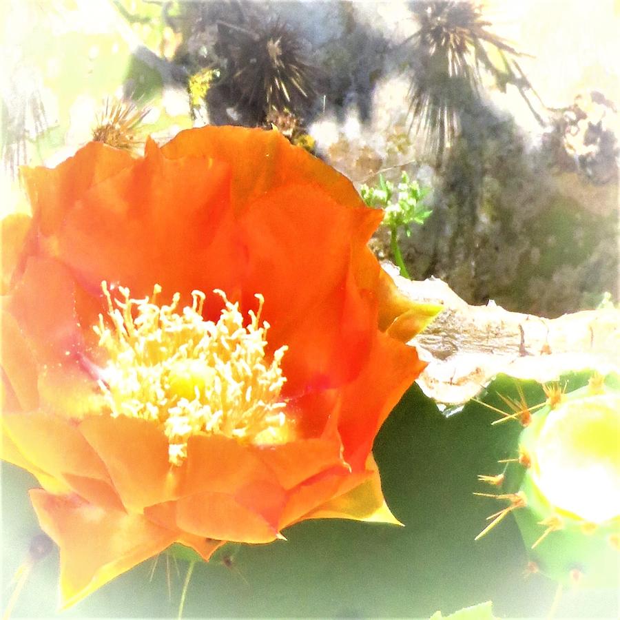 Orange Desert Beauty Cactus Photograph