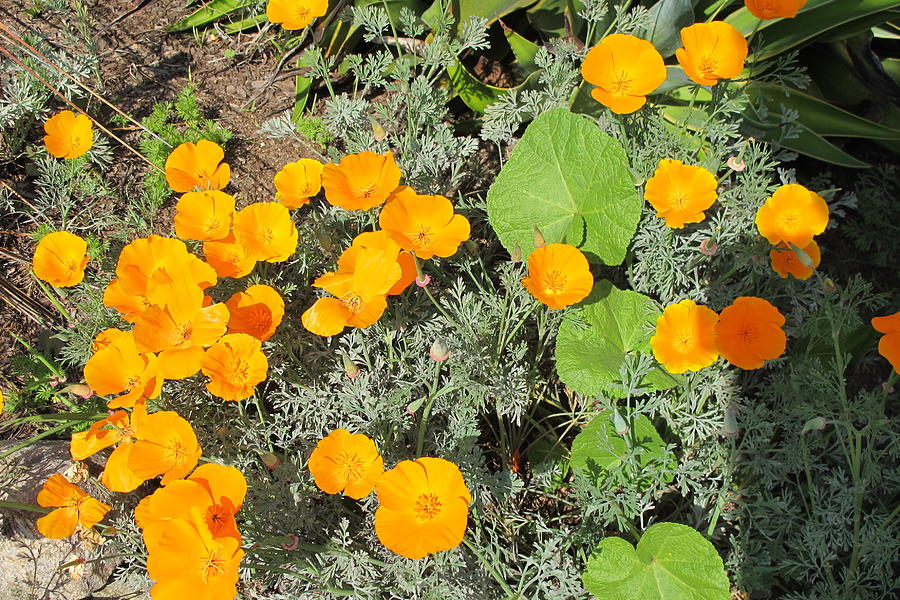 Orange Desert Flowers Photograph by Laura Smith