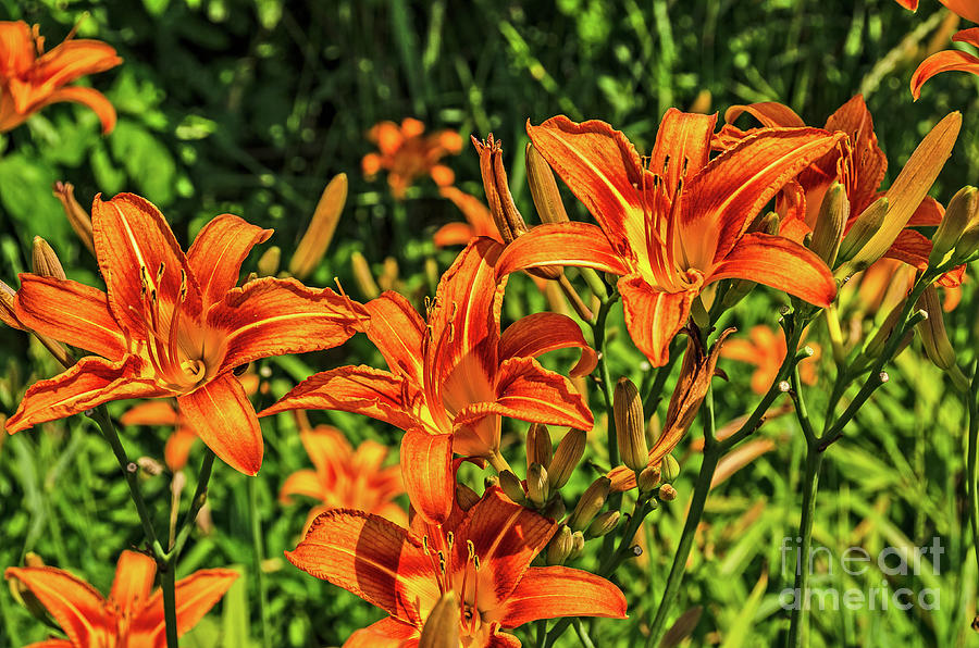 Orange Ditch Lilies Photograph by Sue Smith