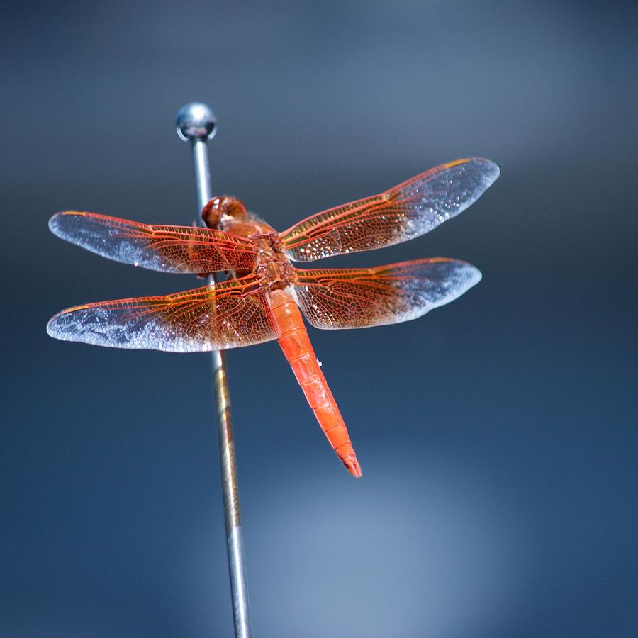 Orange Dragonfly Photograph by Eric Tressler