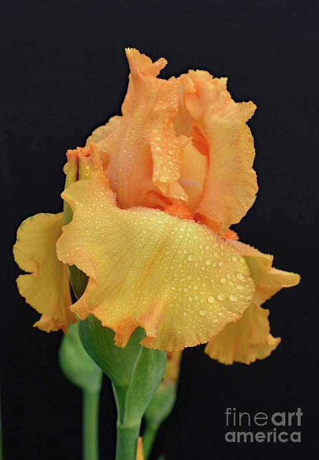Orange Dreamy Bearded Iris Photograph