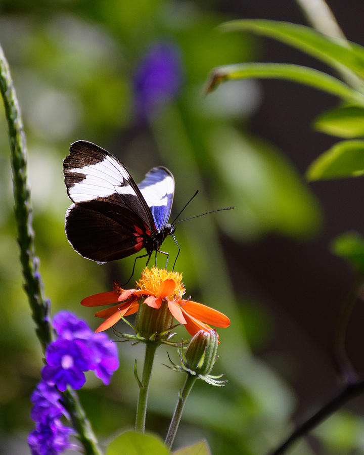 Orange Drink -- Sapho Longwing Butterfly in California Academy of Sciences, California Photograph by Darin Volpe