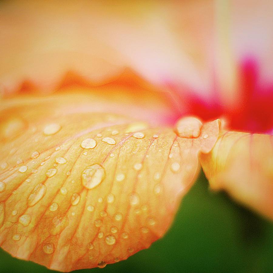 Nature Photograph - Orange Drops by Andre Bernardo