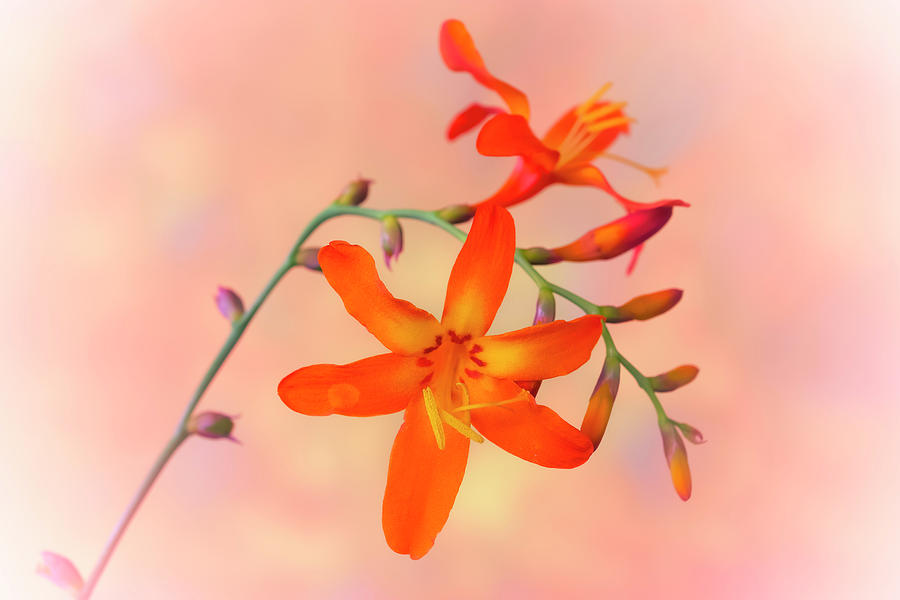 Orange Elegance Photograph by Silvia Marcoschamer