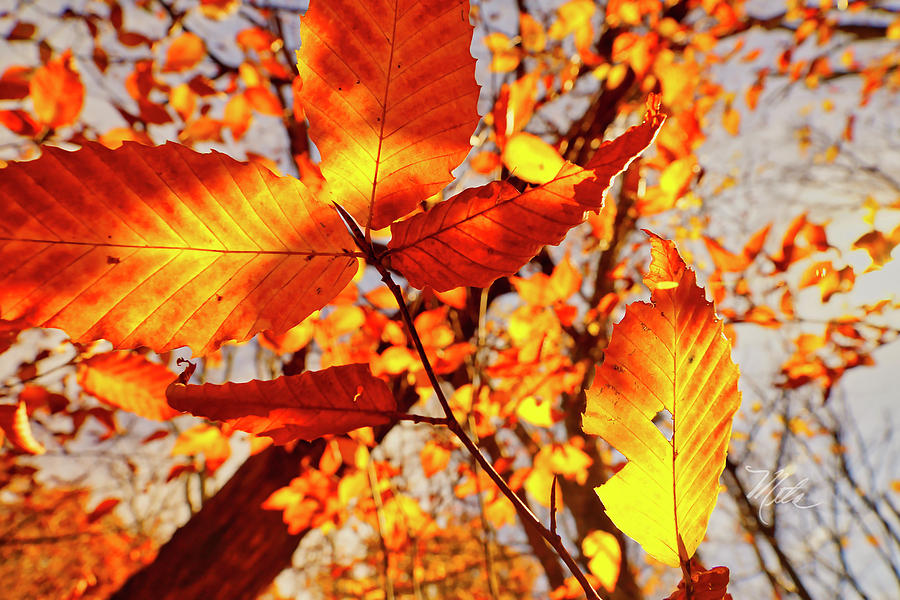 Fall Photograph - Orange Fall Leaves by Meta Gatschenberger