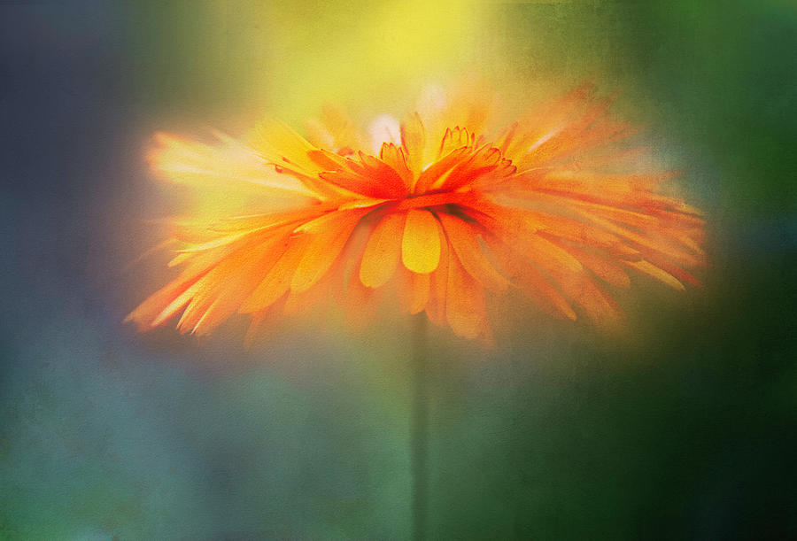 Orange Flare Flower Digital Art by Terry Davis