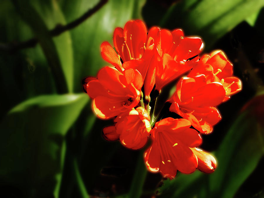 Vibrant Orange Flower Photograph by Alan Socolik