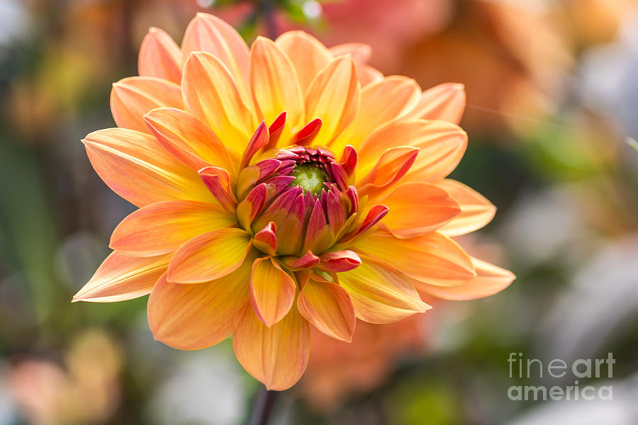 Delicate Photograph - Orange Flower Chrysanthemum Purple by Echoevg