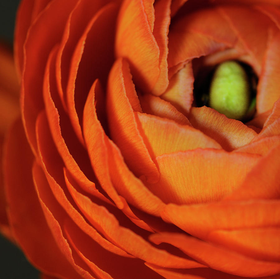 Still Life Photograph - Orange Flower Close Up by Tom Quartermaine