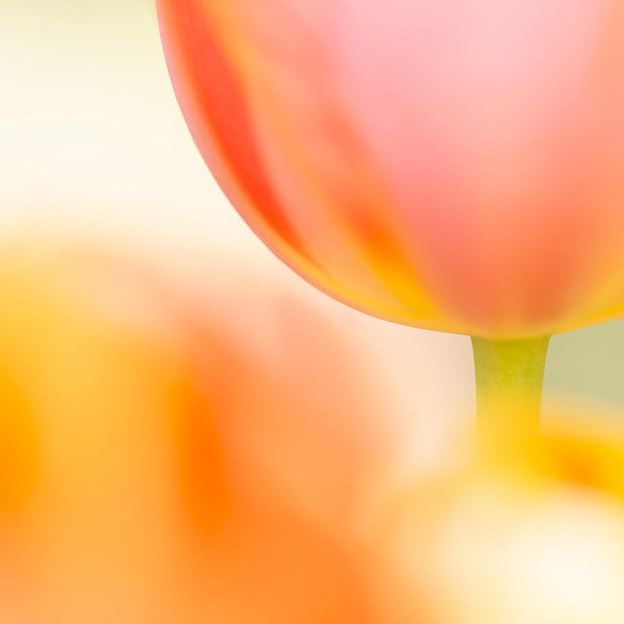 Orange Flower Cup Photograph by Hideaki Watanabe