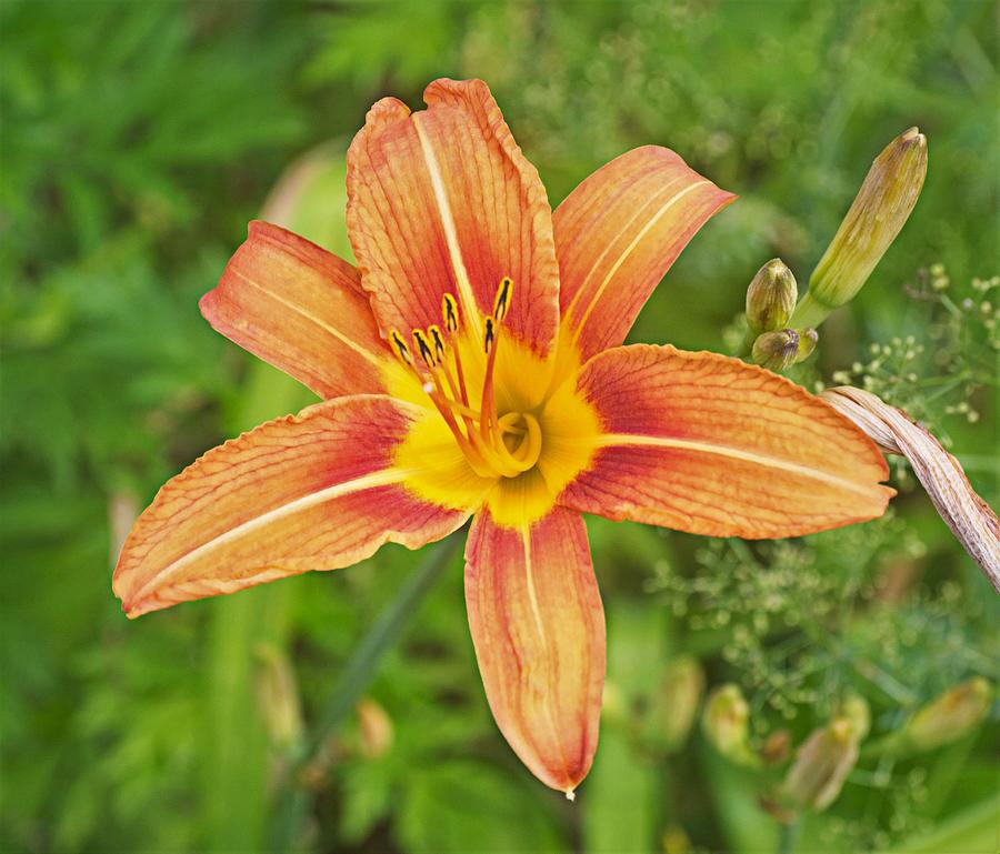 Orange Flower In Bloom Photograph