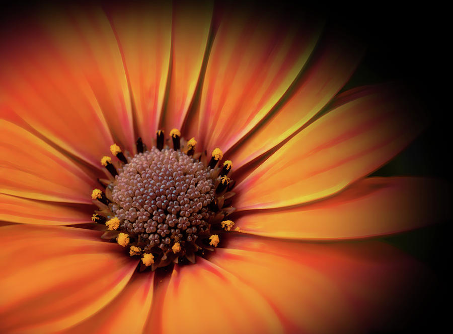 Orange Flower Photograph by Judi Kubes