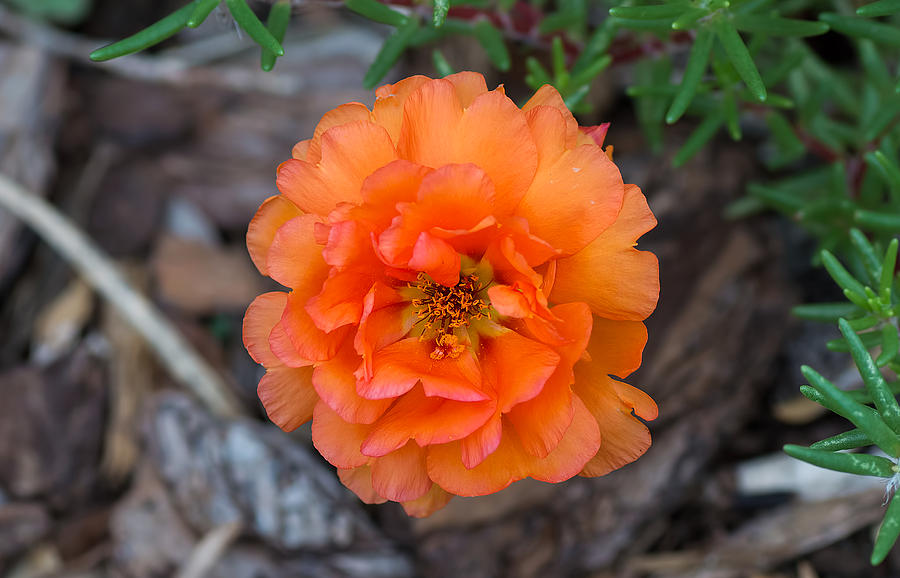 Orange Flower Photograph by Kenneth Albin