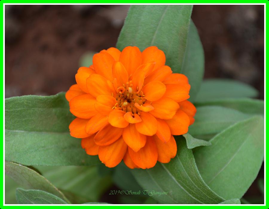 Orange Flower Mandala Photograph