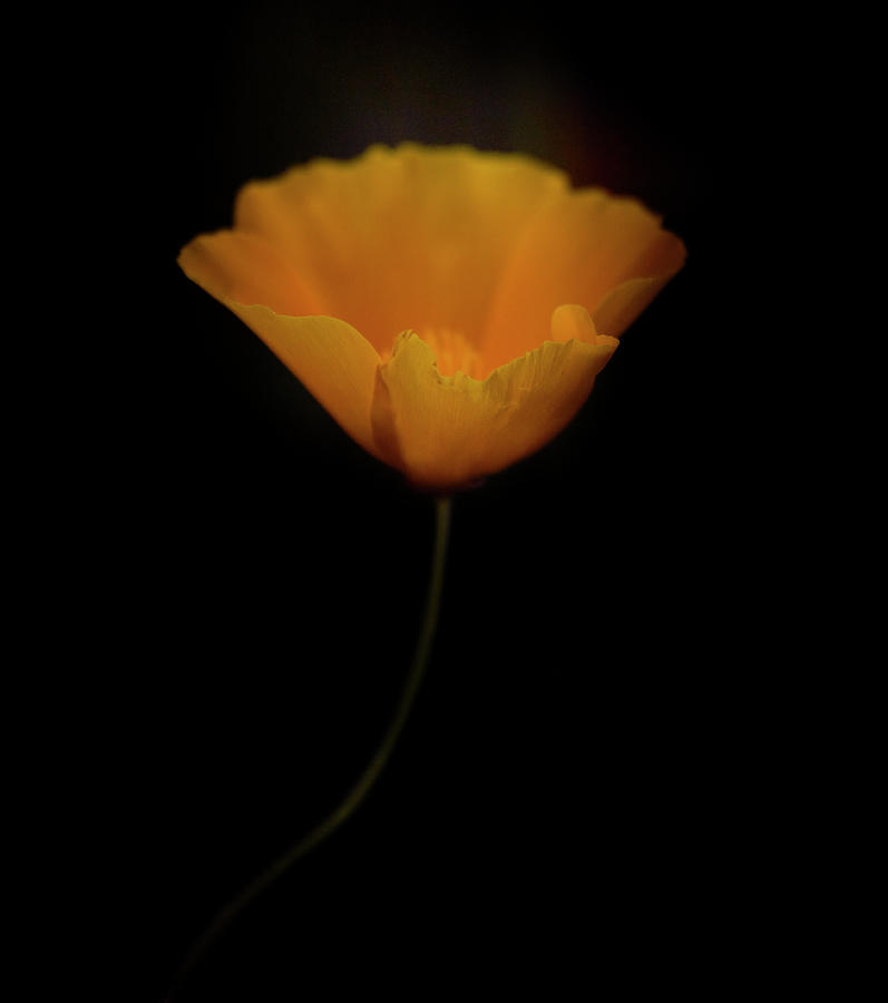 Orange Flower On Black Background by Michael Duva