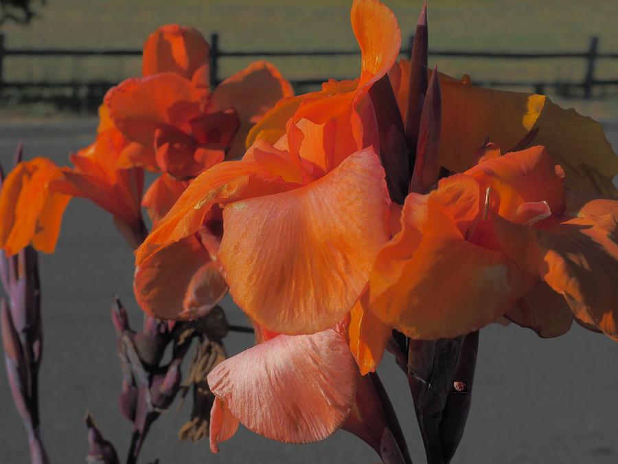 Orange Flowering Plant Photograph by Richard Thomas