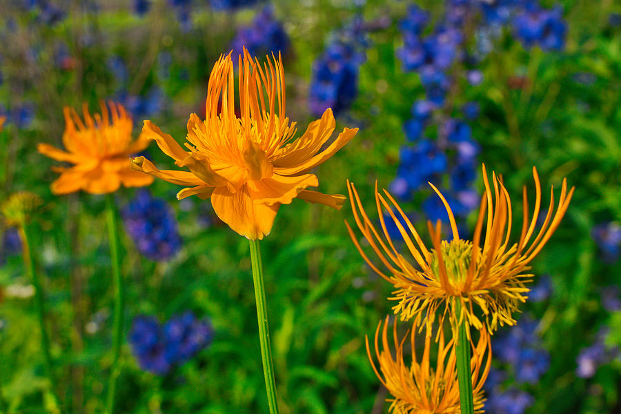Orange Flowers with Bokeh - Georgeson Botanical Garden Photograph by Cathy Mahnke