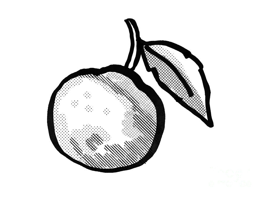 two oranges clipart black and white