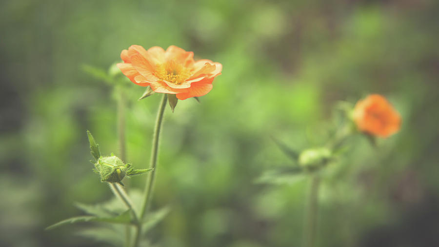 Orange Garden Flowers by Jeanette Fellows Orange Garden Flowers by Jeanette Fellows