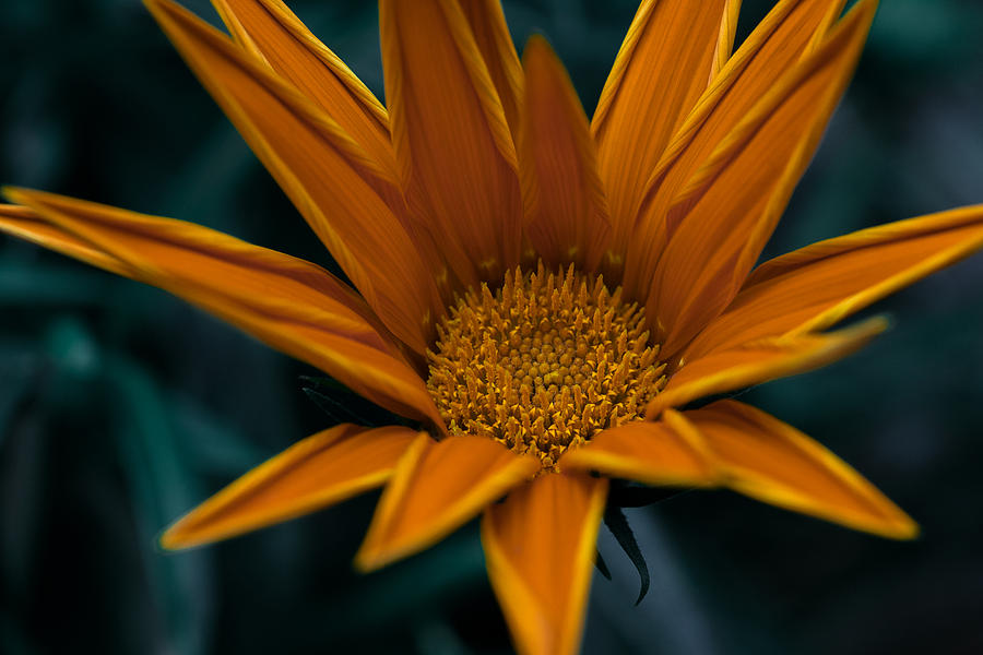 Orange gazalia petals Photograph by Anna Anisimova | Fine Art America