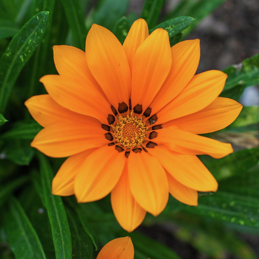 Orange Gazania Photograph by Jason Champaigne - Fine Art America